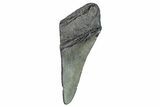 Partial Megalodon Tooth - South Carolina #272558-1